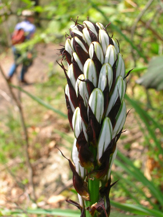 Asphodelus albus / Asfodelo montano